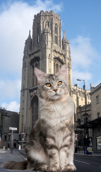 cat