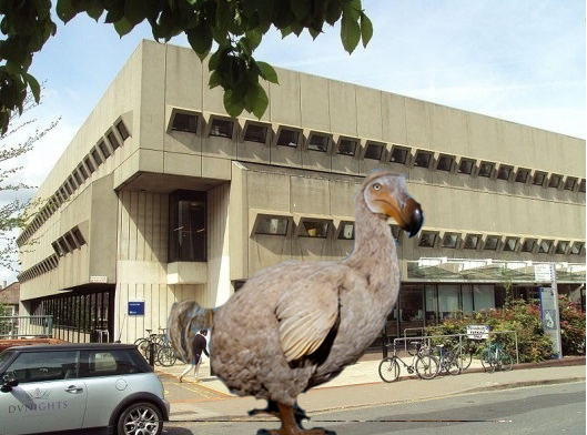 dodo