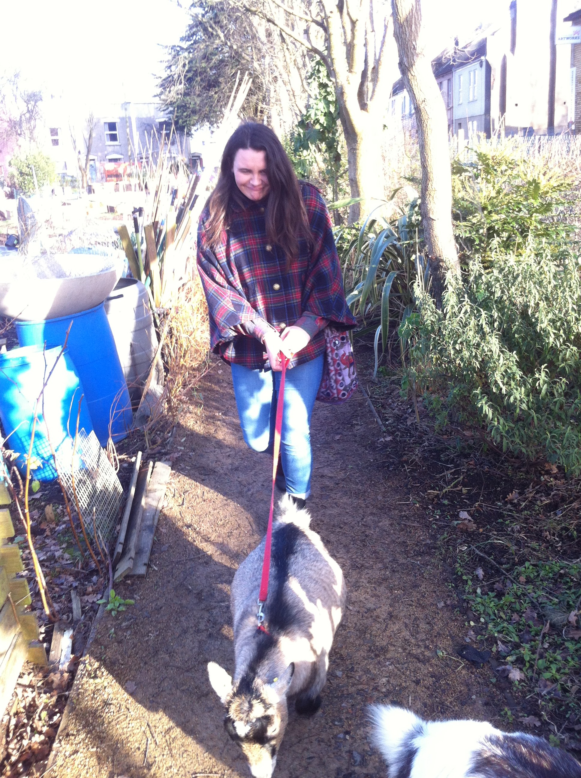 Am I walking the goat or is the goat walking me?
