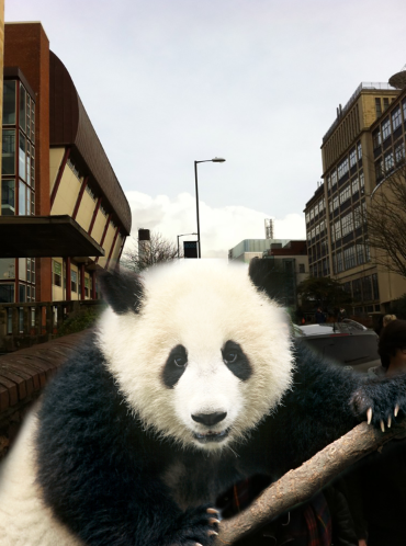 panda