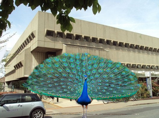 peacock