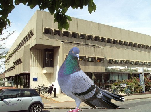 pigeon