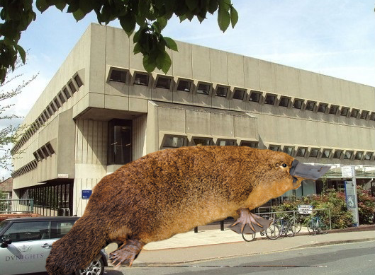 platy