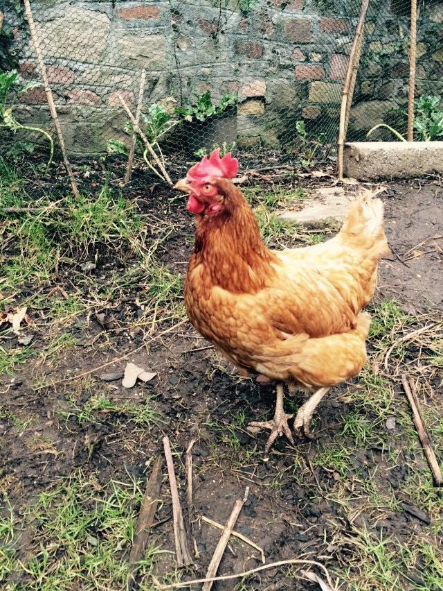 tikka