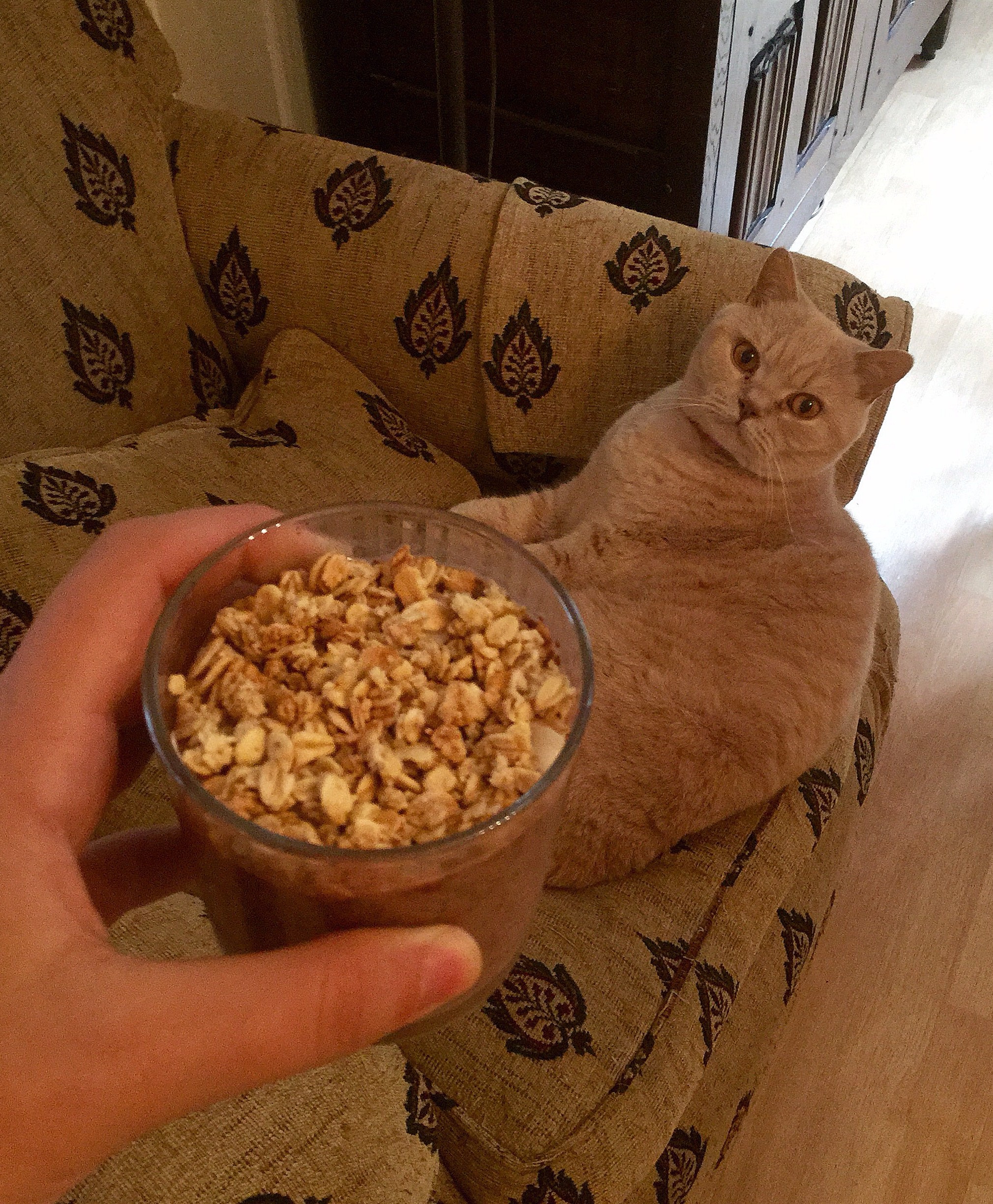 My cat: WTF is that?!