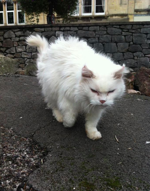 Even the cats here are grumpy 