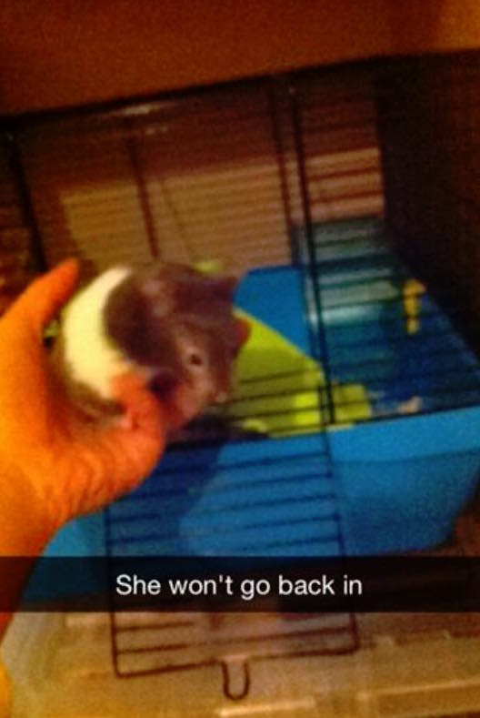 pets3