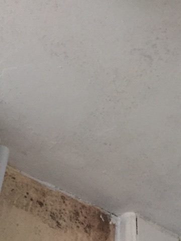 Mould that had been painted over instead of dealt with