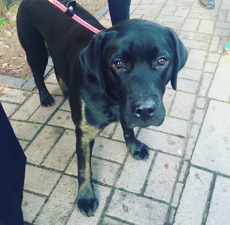 If Rosie can't convince you to support the charity, who can? 