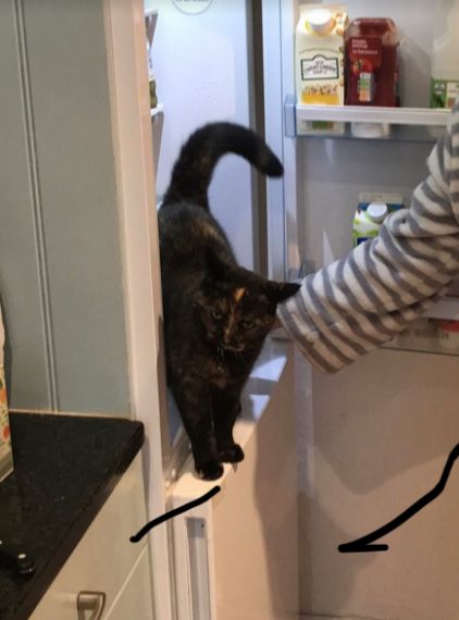 Image may contain: Pet, Mammal, Cat, Animal, Sink, Bottle