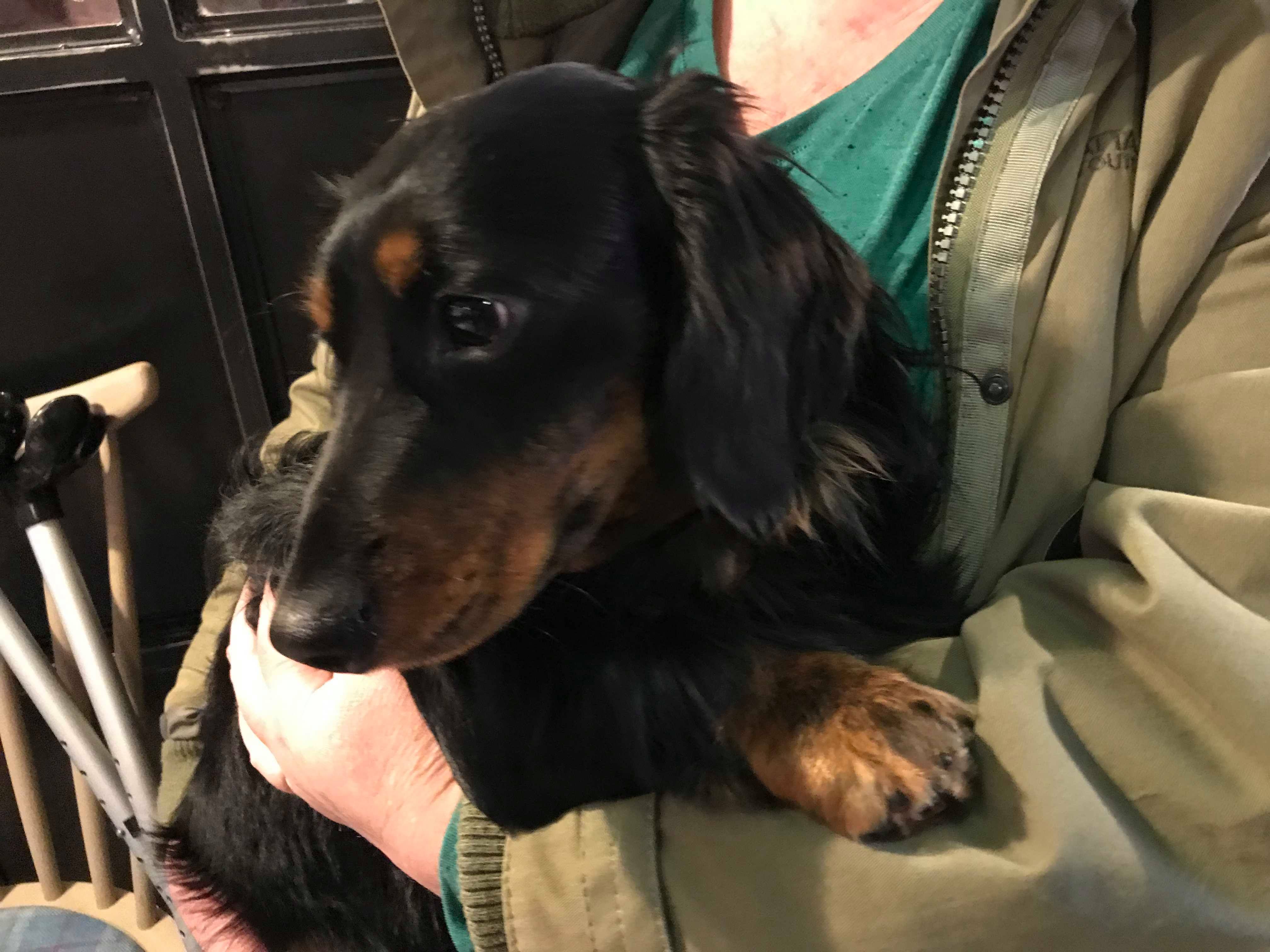 Image may contain: Apparel, Clothing, Furniture, Couch, Pet, Canine, Mammal, Animal, Dog