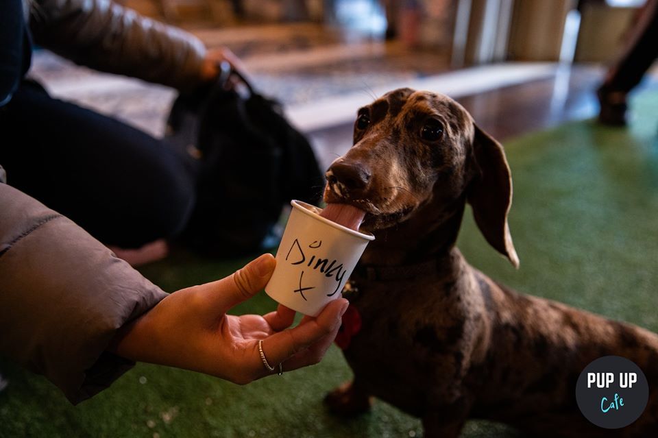 Image may contain: Hound, Person, Human, Mammal, Dog, Pet, Canine, Animal