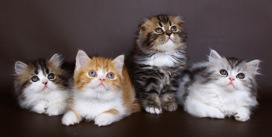 800px-Scottish_Kitten