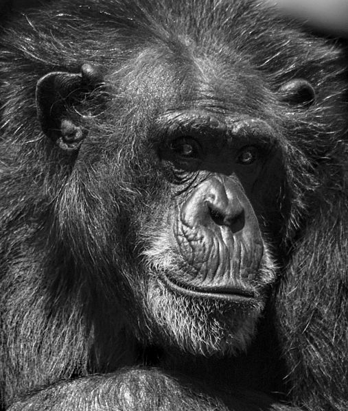 Ape