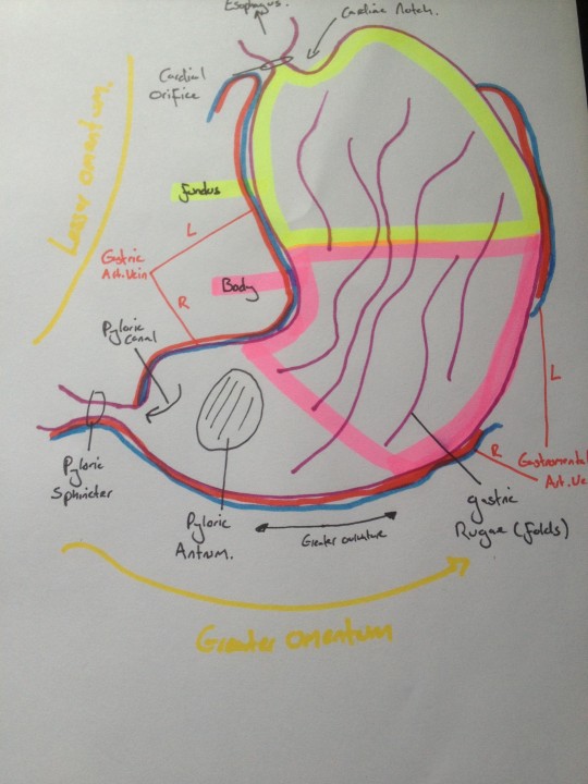 stomach copy