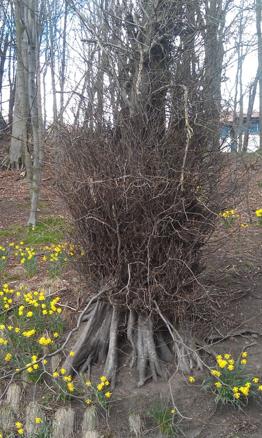 This tree freaked me out as you might expect.