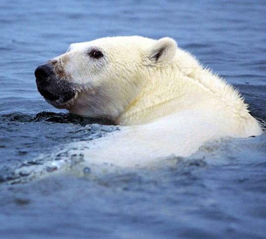 polar bear