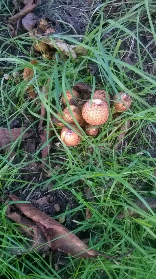 But there's edible ones too, they're great in a pasta sauce.