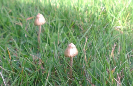 So much room for shrooms