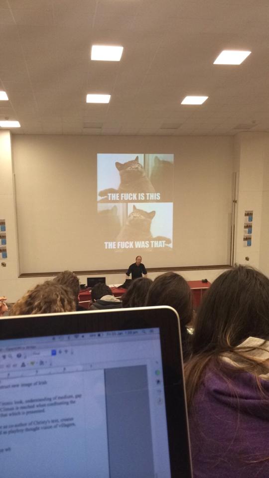 lecture cat