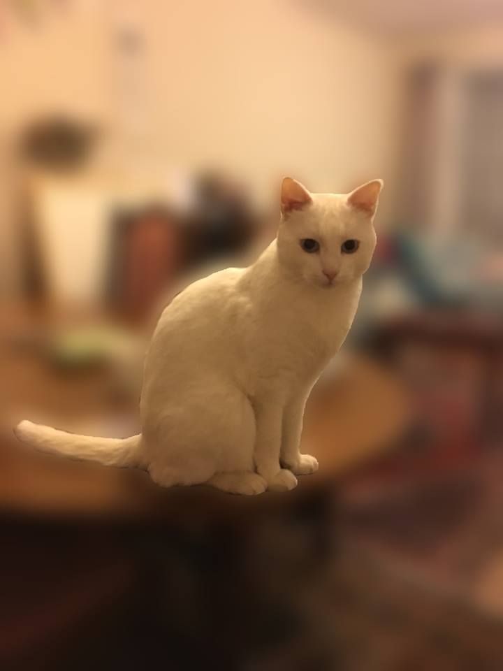 Image may contain: Manx, Siamese, Pet, Mammal, Cat, Animal