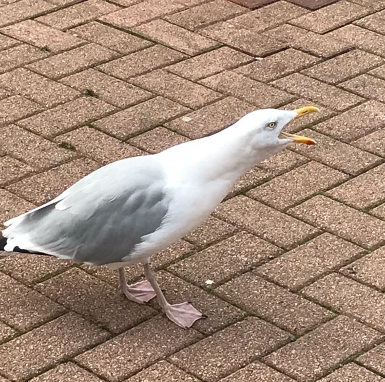 Image may contain: Seagull, Bird, Animal