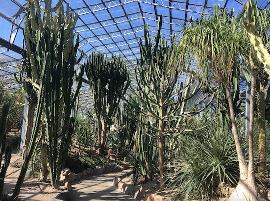 Image may contain: Tree, Plant, Palm Tree, Flora, Arecaceae