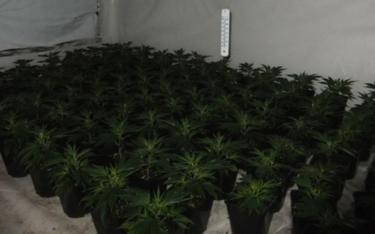 £117k cannabis factory