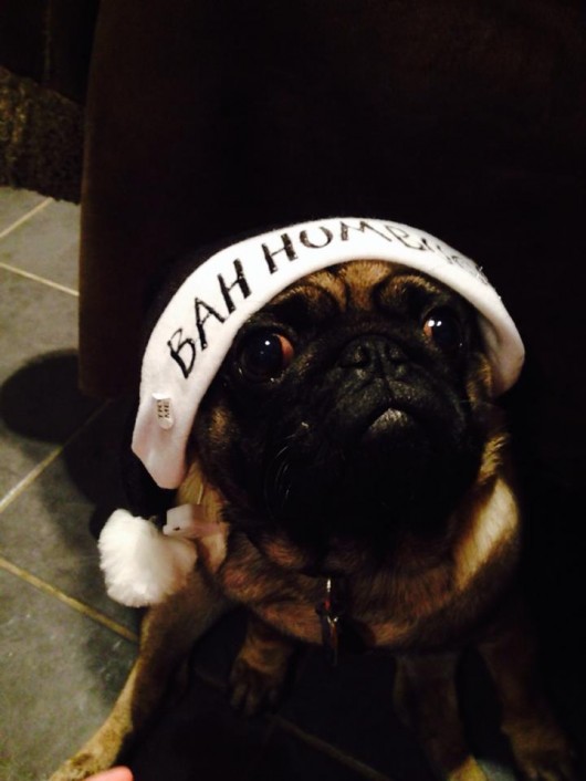 Bonus points if your pet's displeased expression matches the sentiment on their glum hat