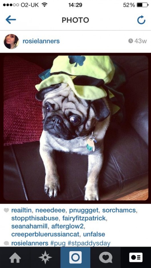Note: dress up your dog before, and not after starting your St. Patrick's day drinking, the experience will be much more pleasant