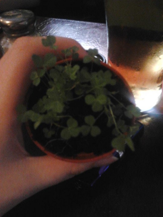 shamrocks