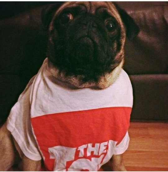 pugtab