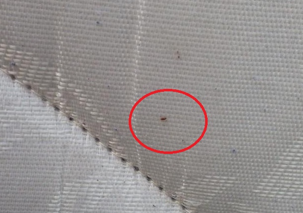 The mattress was infested with these bugs