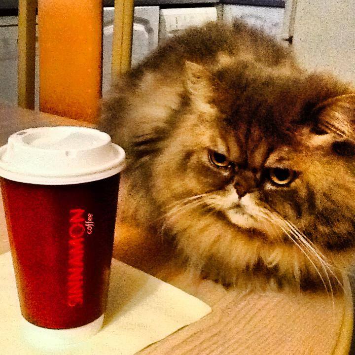 And they like cats. What's not to love about Sinnamon?