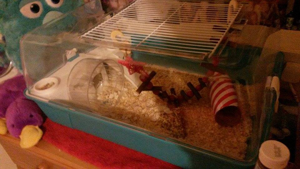 Phil's humble abode - or Hamsterdam, since Holly's no longer going to the real thing!