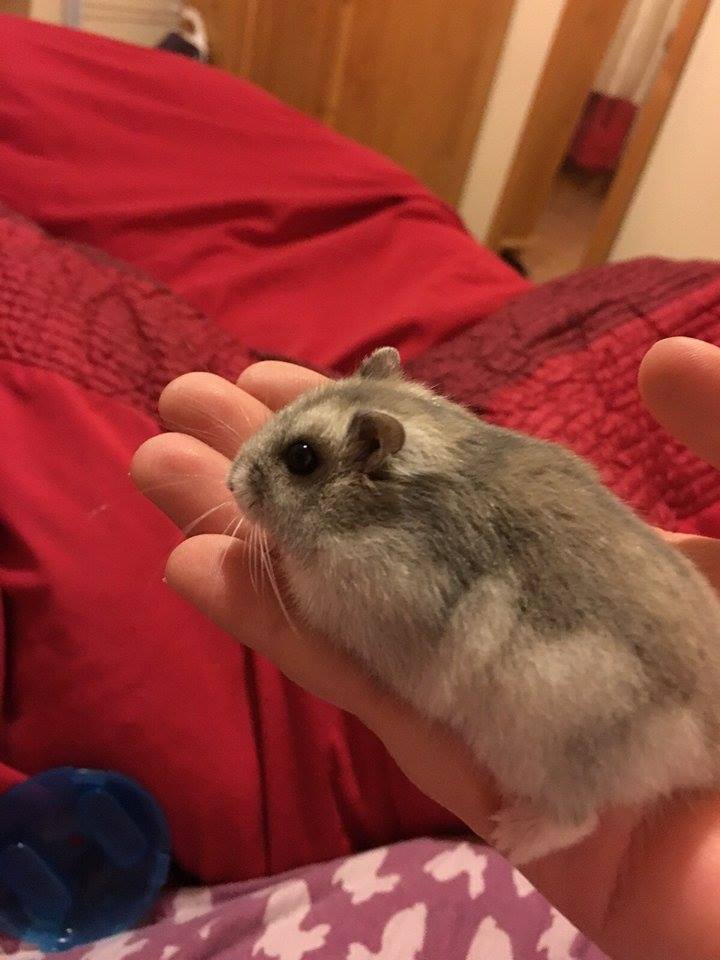 Meet the little furball!