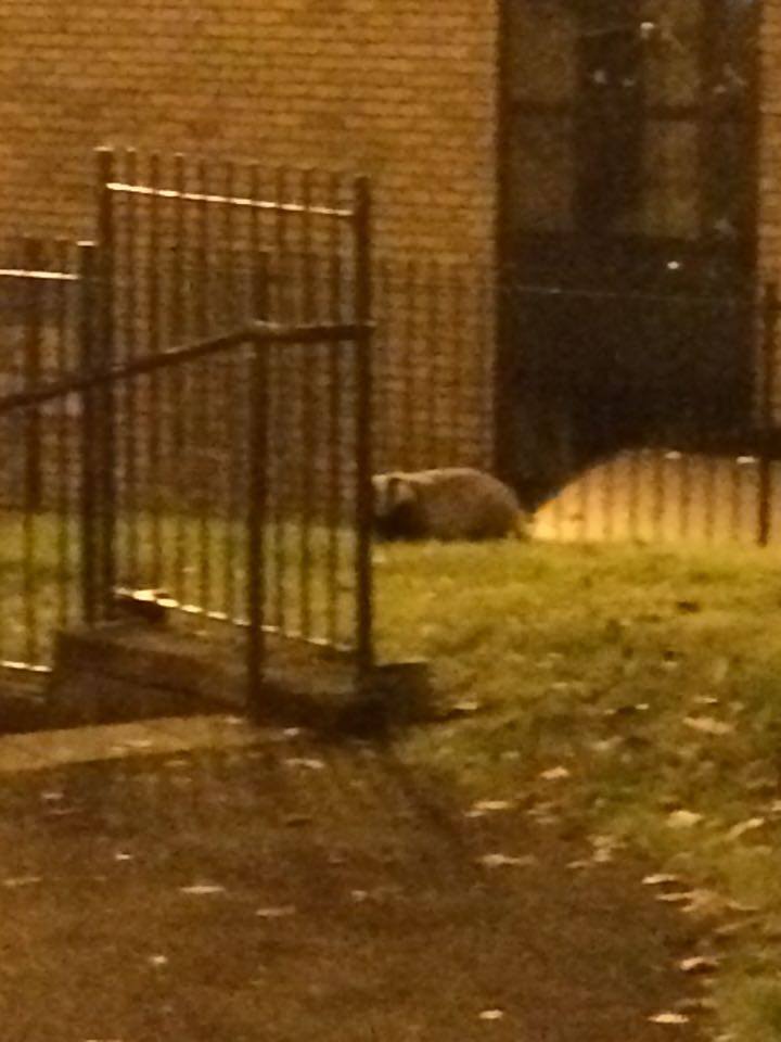 The infamous Elm's badger
