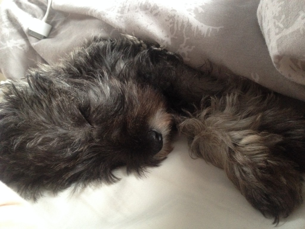 Take a page out of my dog's book and catch yourself some more shuteye!
