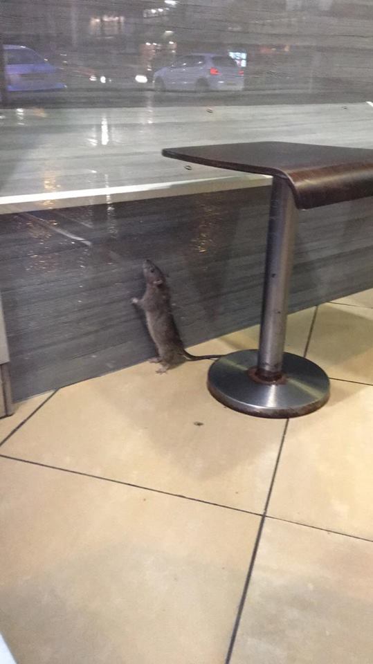 kfc rat