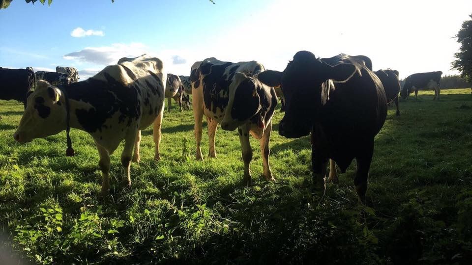Image may contain: Rainforest, Vegetation, Tree, Plant, Land, Jungle, Forest, Flora, Rural, Ranch, Pasture, Outdoors, Nature, Meadow, Grazing, Grassland, Field, Farm, Countryside, Dairy Cow, Mammal, Cow, Cattle, Animal