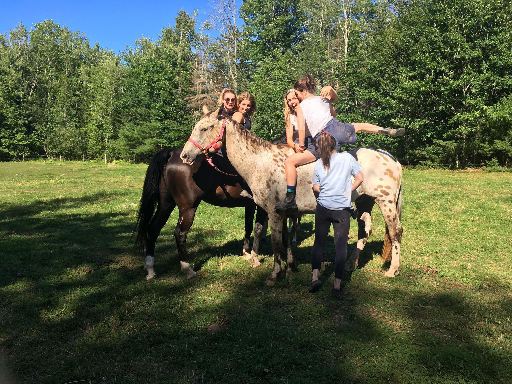 Image may contain: Tree, Grassland, Field, Plant, Countryside, Nature, Outdoors, Mammal, Animal, Horse, Human, Person