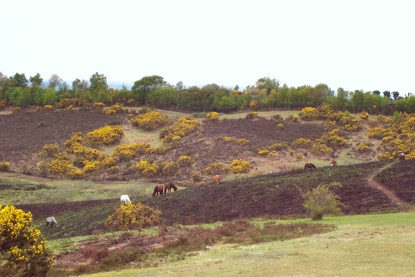 newforest