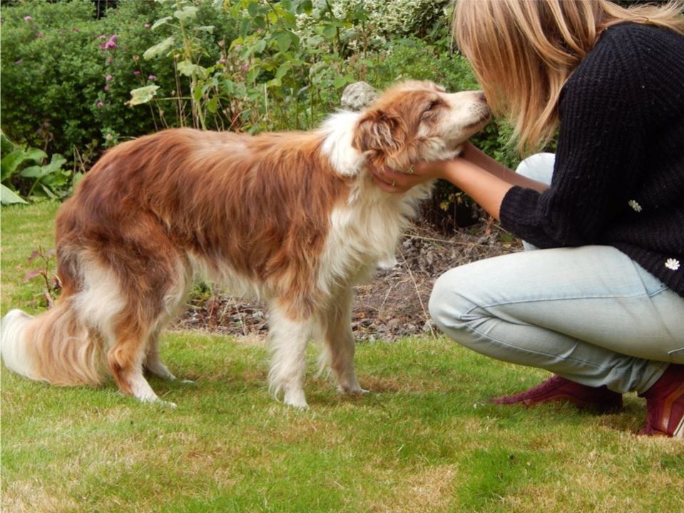 Image may contain: Collie, Spaniel, Pet, Mammal, Dog, Cocker Spaniel, Canine, Animal, Person, People, Human