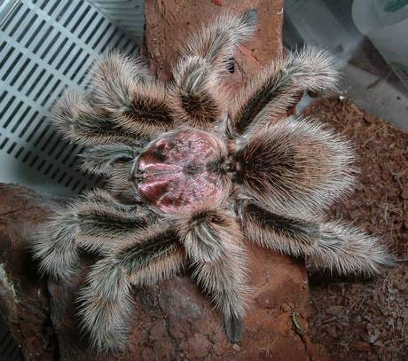 spider