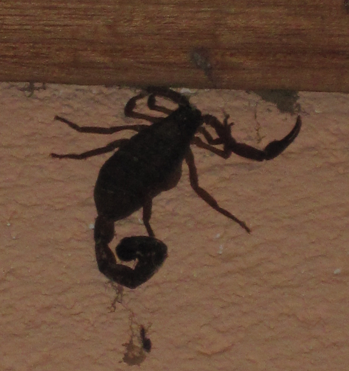 scorpion 1