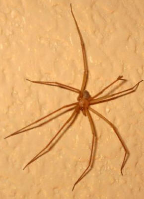 spider 1