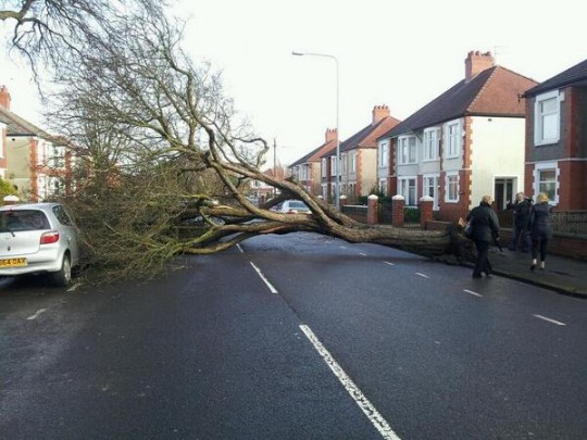 Fallen tree blocks the road in the Heath area