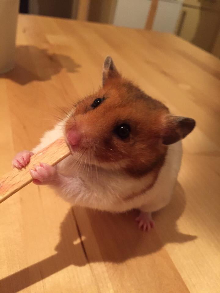 smudge