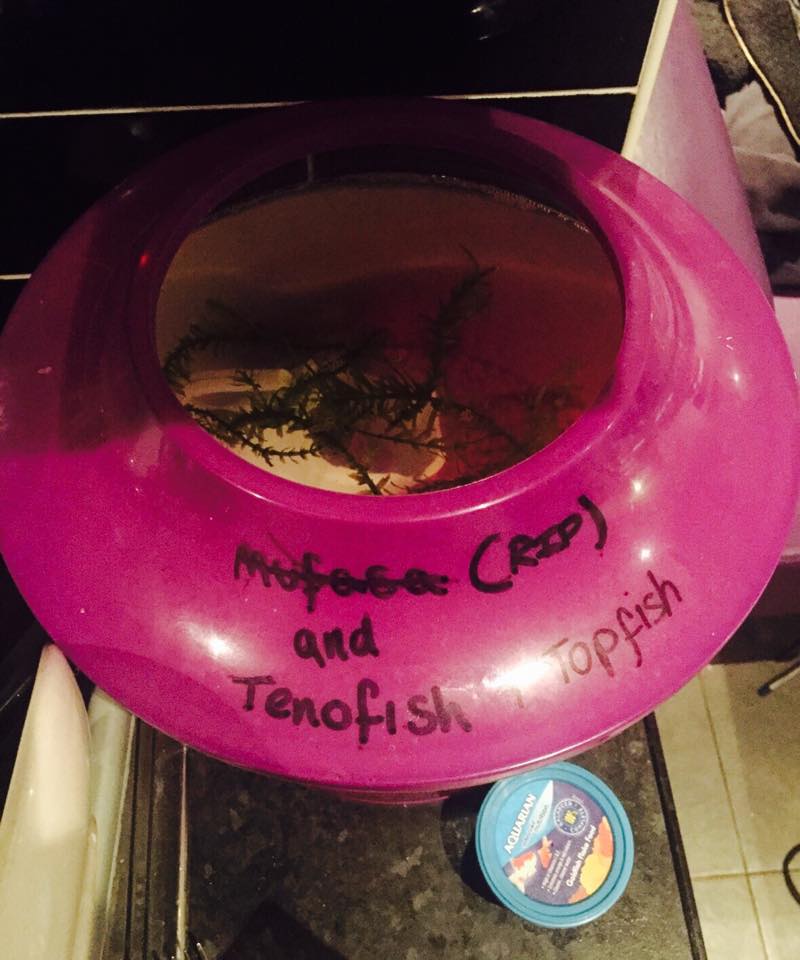 RIP. Gone down the toilet to fish heaven.
