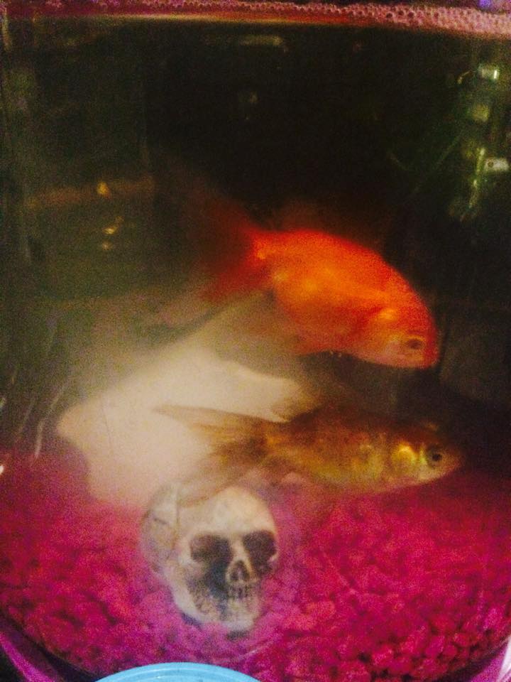 The skull says it all.